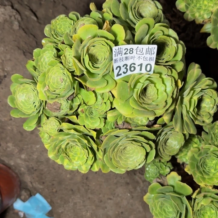 用***923610南琉璃不包断枝