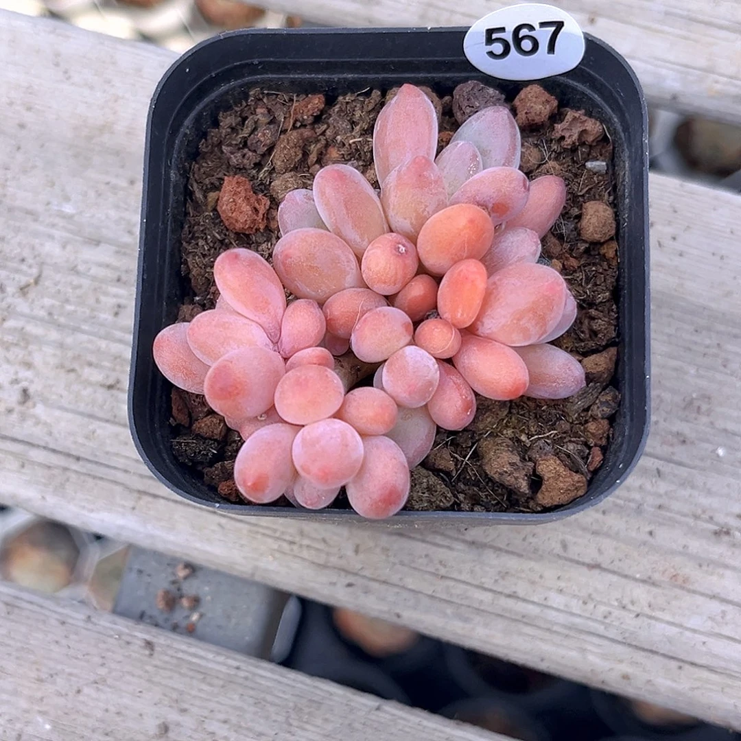 567 苹果奶  满18包邮