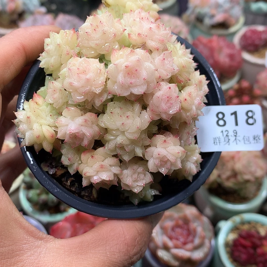 精控拇指盆12.9818