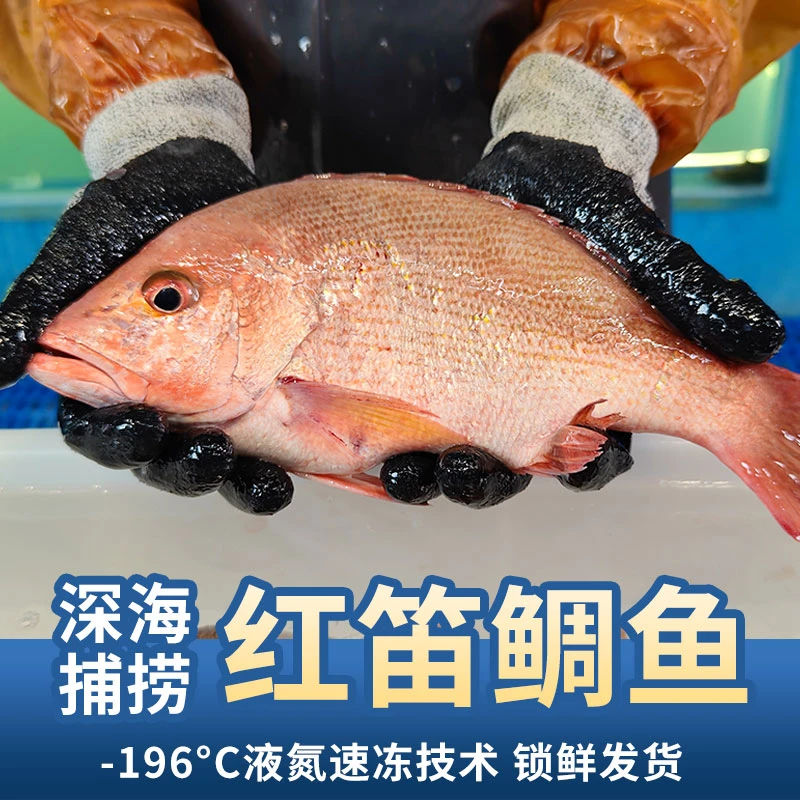 北部湾深海红笛鲷鱼3斤  帮杀去内脏到手2.5斤左右 -196°液氮锁鲜