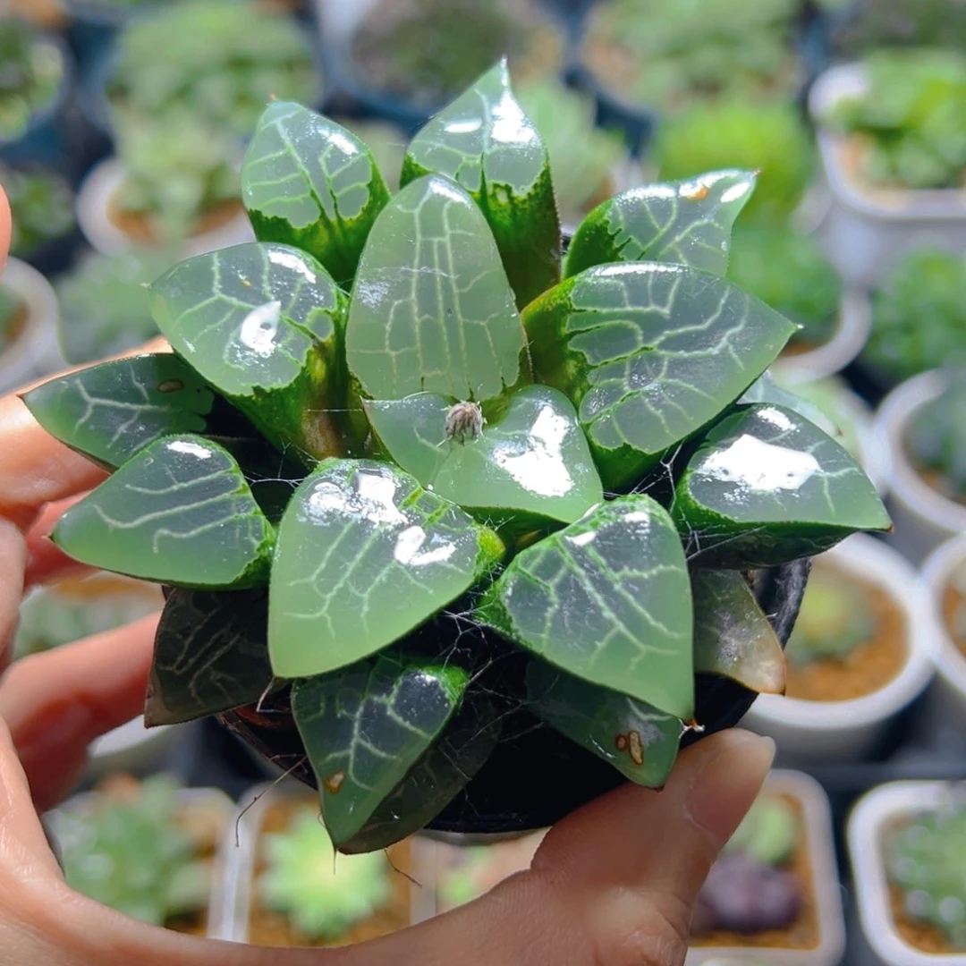 万象盆月影寿多肉12