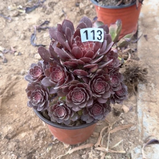 无花朵红濹113号不包断枝