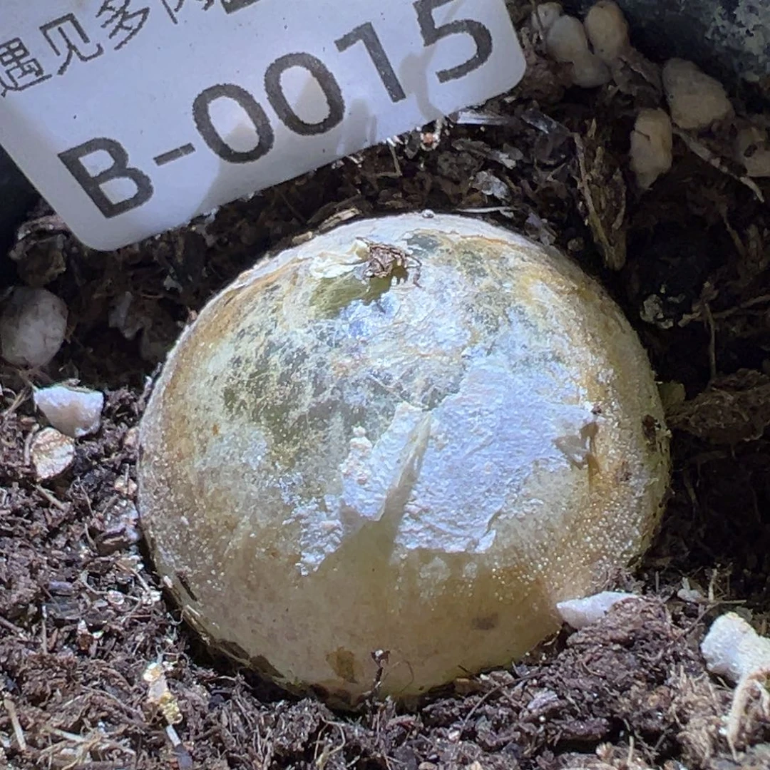 多肉植物1111111111111