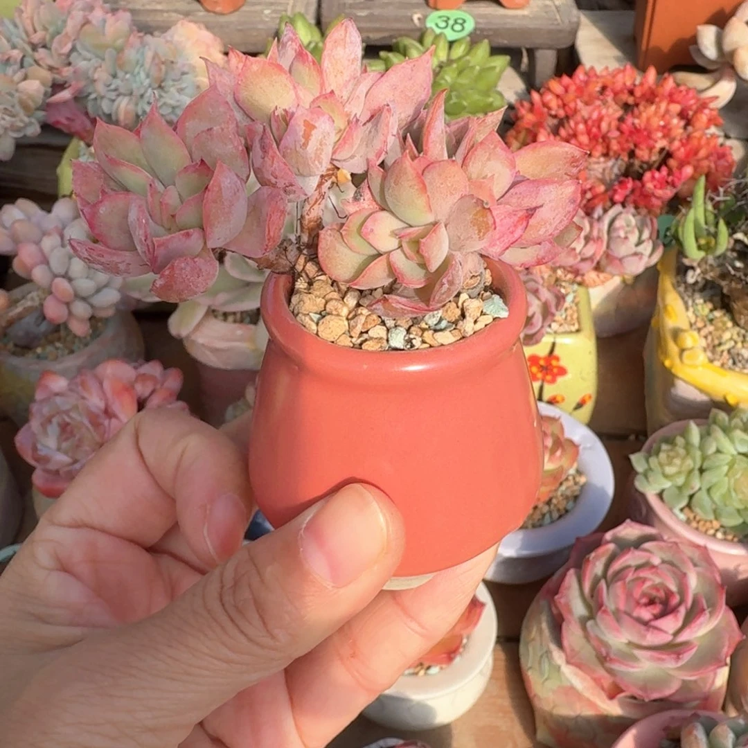 绮罗 多肉含盆土 一物一拍