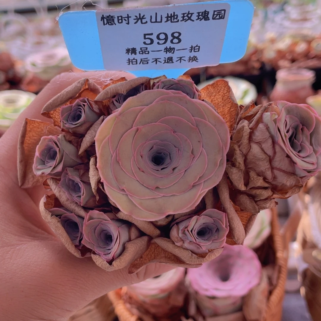 山地玫瑰298断枝不包损不售后