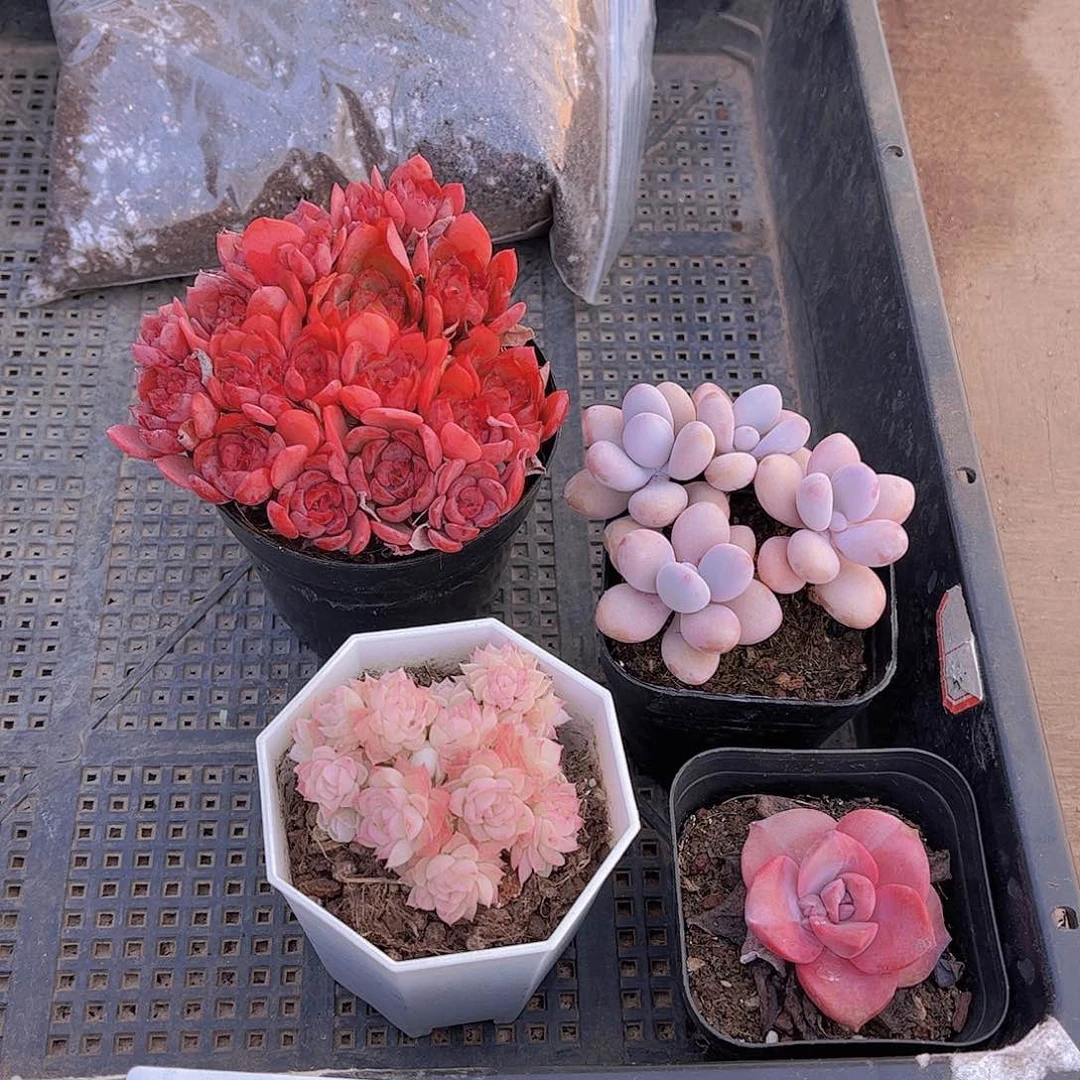 多肉495多肉植物