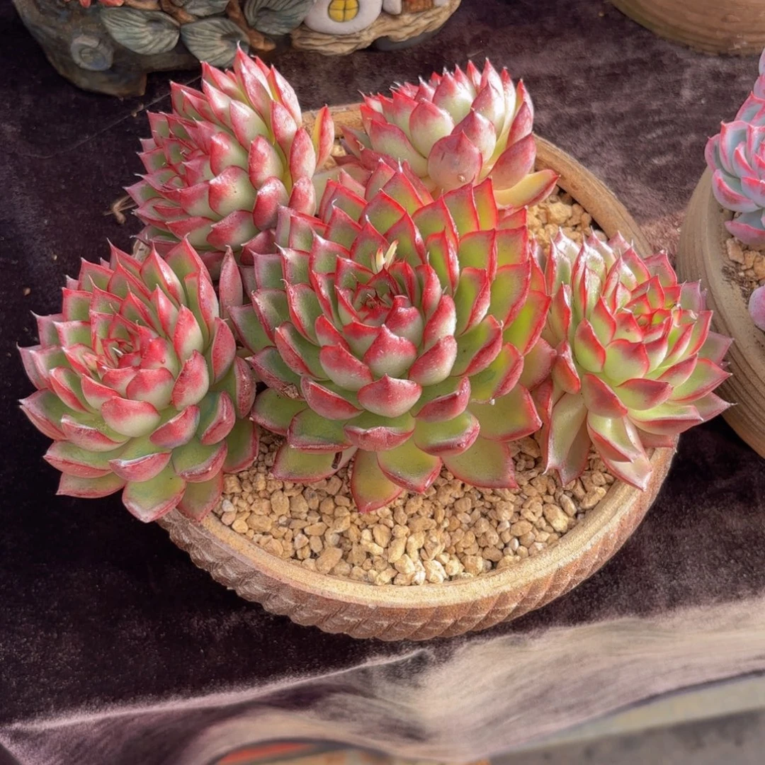 一物一拍，萤火虫东云