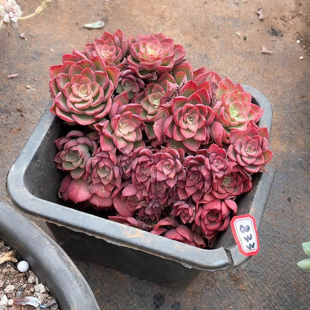 823高贵一物一拍多肉