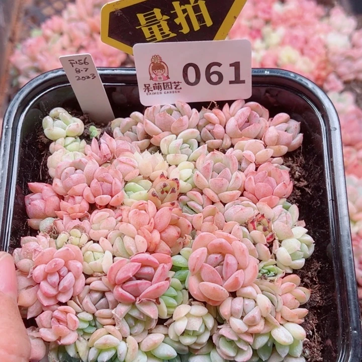 多肉植物多肉植物