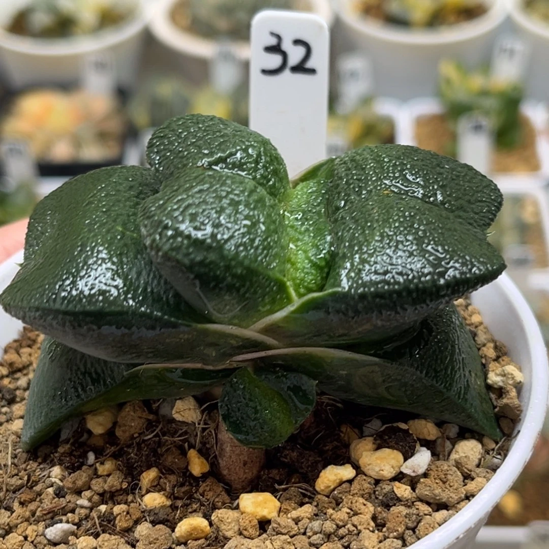 32厚叶蝴蝶卧牛带仔福利专场