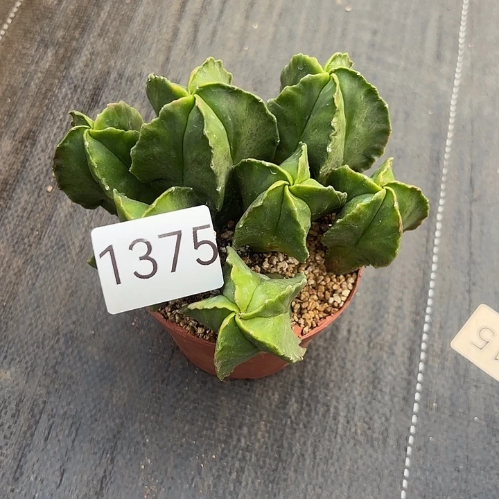 图***狼1375      一物一拍