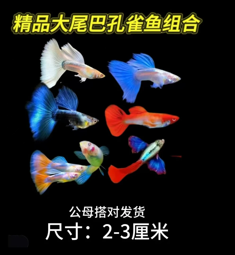 好养耐活可繁殖的孔雀鱼小型热带观赏淡水鱼
