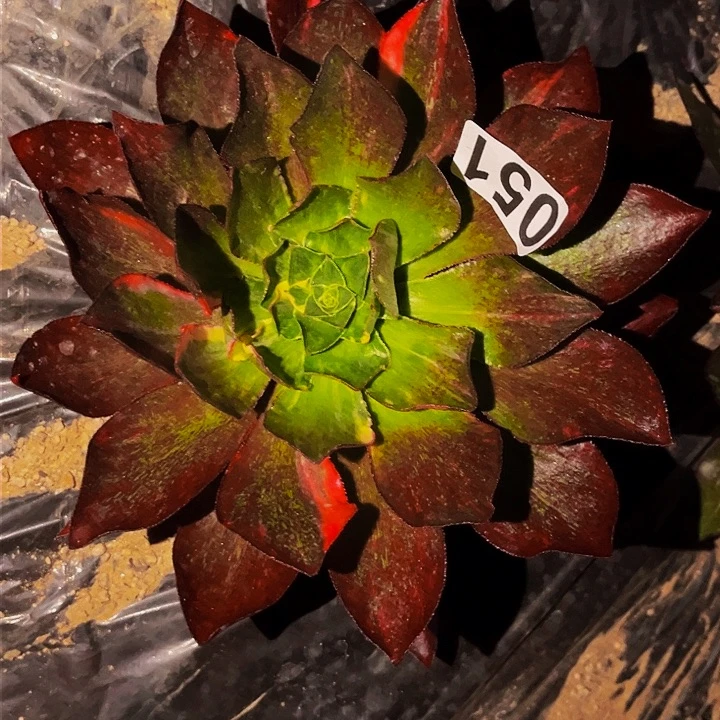 051魅影七彩多肉植物处理不售后