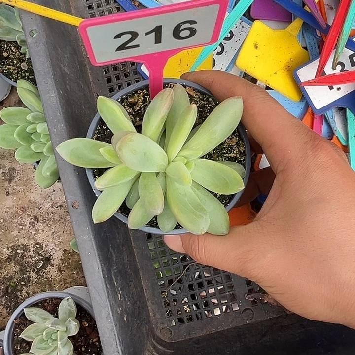 多肉植物朵维奇216