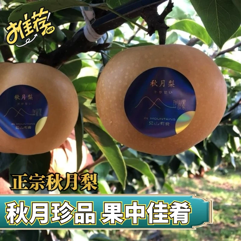 正宗秋月梨果肉细腻脆甜汁水足  新鲜甘甜顺丰京东包邮