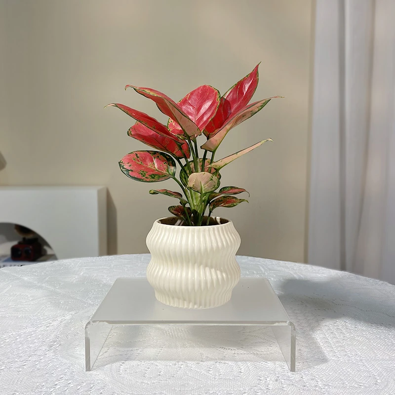 吉利红室内绿植吸甲醛净化空气桌面好养四季寓意北欧解压招财盆栽