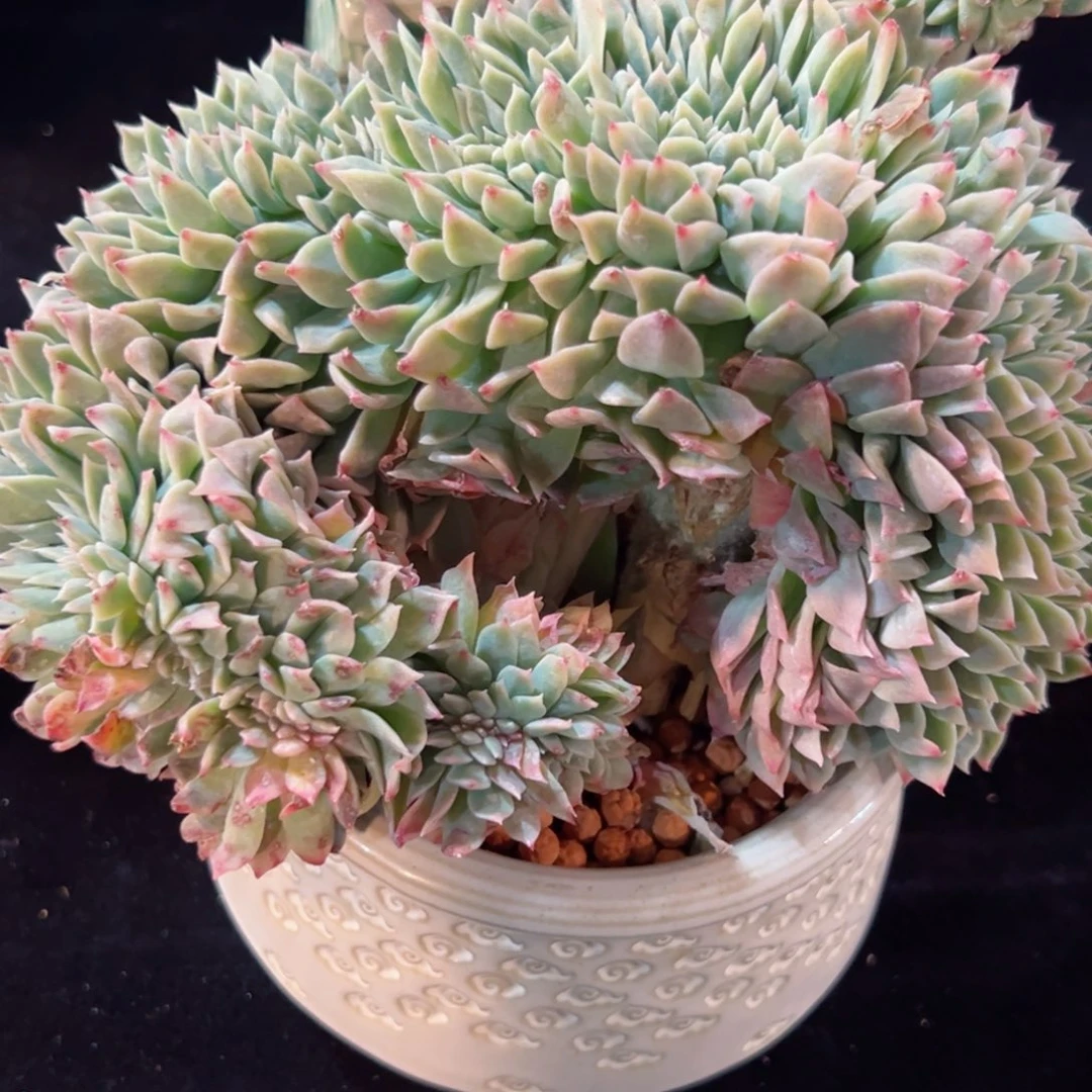 新年快乐哦我爱的你们88888888