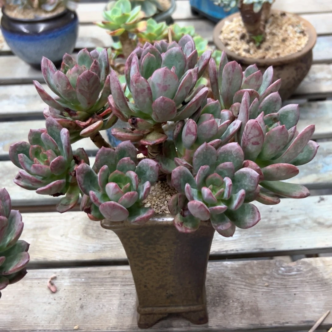 花旦38 零零多肉植物