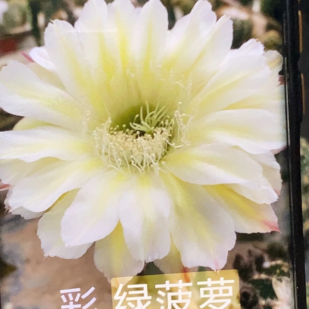 彩 绿菠萝侧芽歪20包邮/5公分