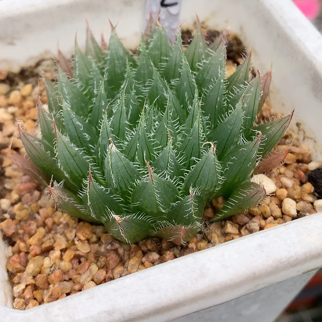 12号实生原始种玉露