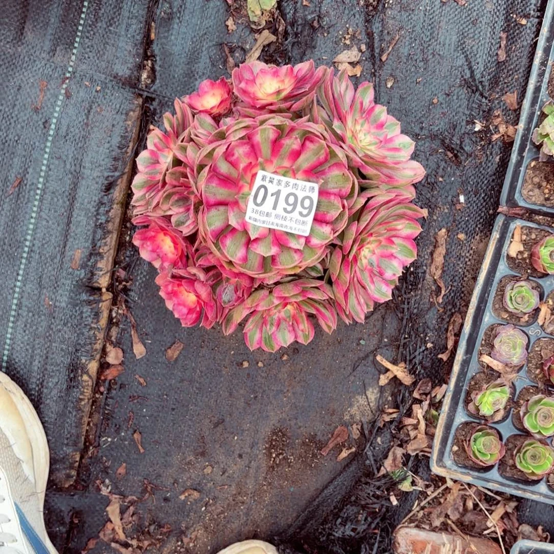 平***好1棚法师000000199