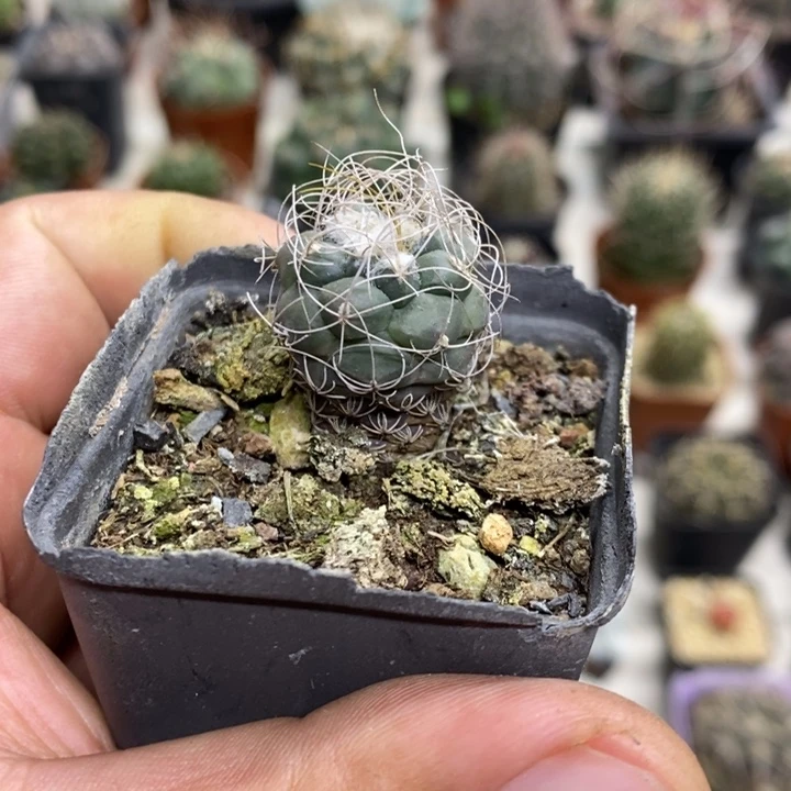 实生长城丸特价福利