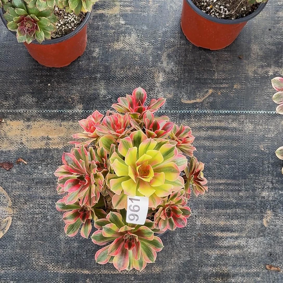 961男神冠服25公分