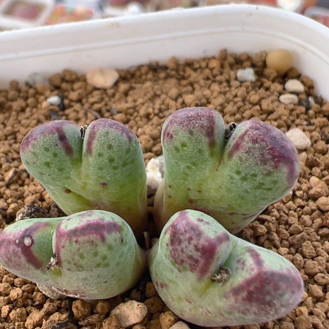 107多肉植物百科原始斑马