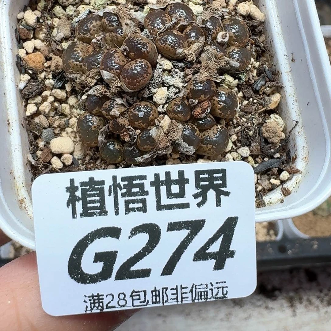 多肉植物的润泽额fg