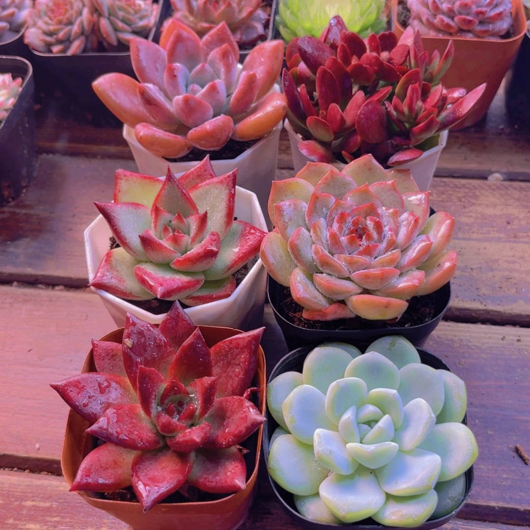 实惠套餐 带盆土6