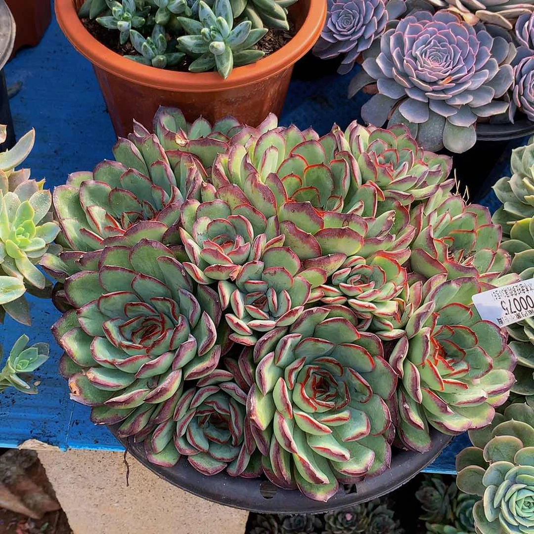 浅***年     肉酱玫瑰多肉00075