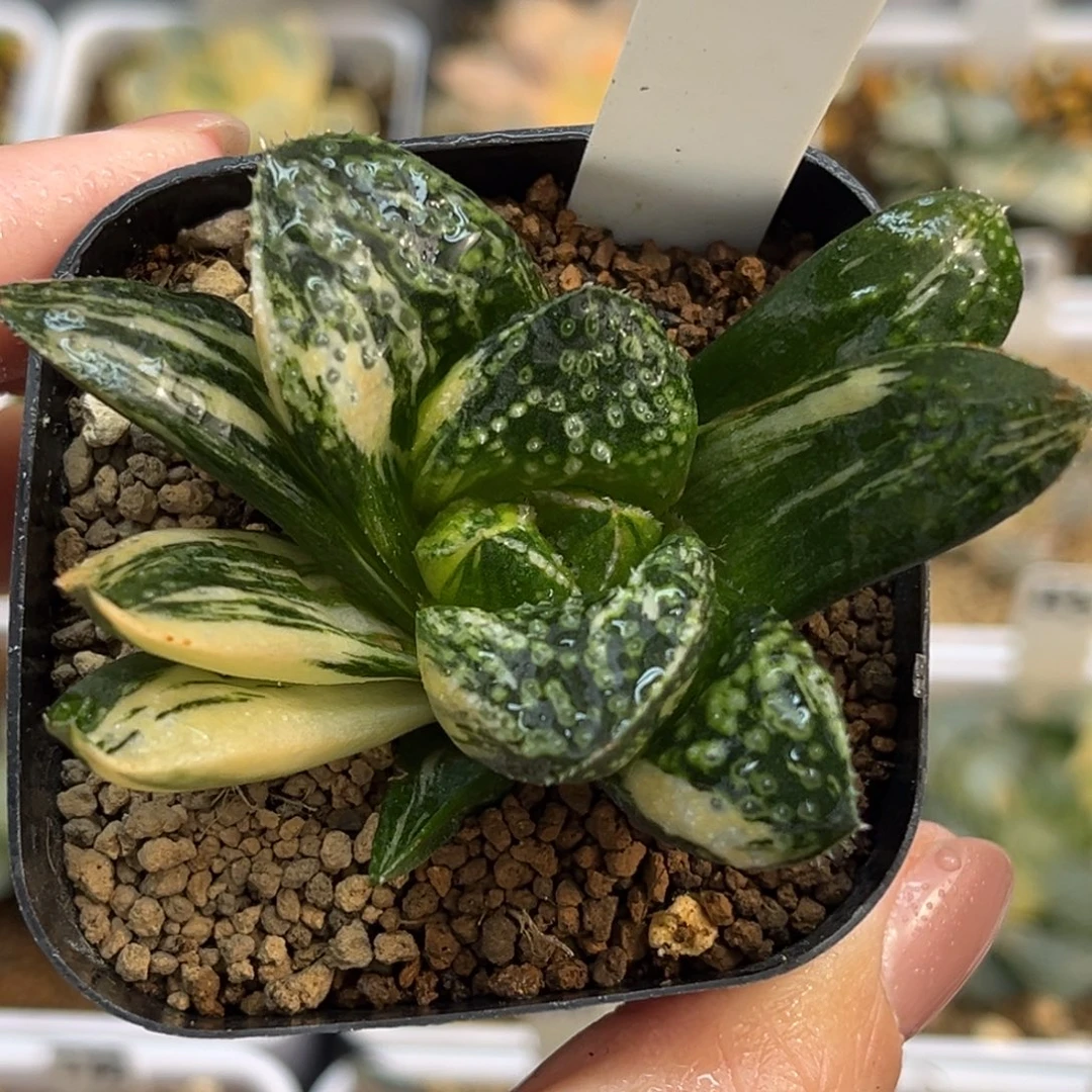 92巨大丸叶紫禁城锦福利专场