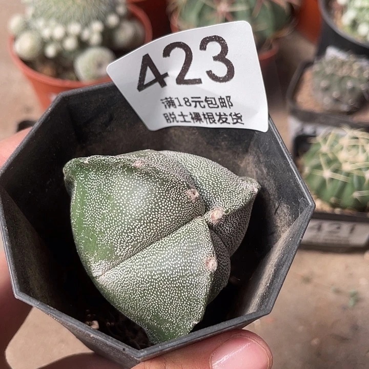 423仙人球不售后仙人球