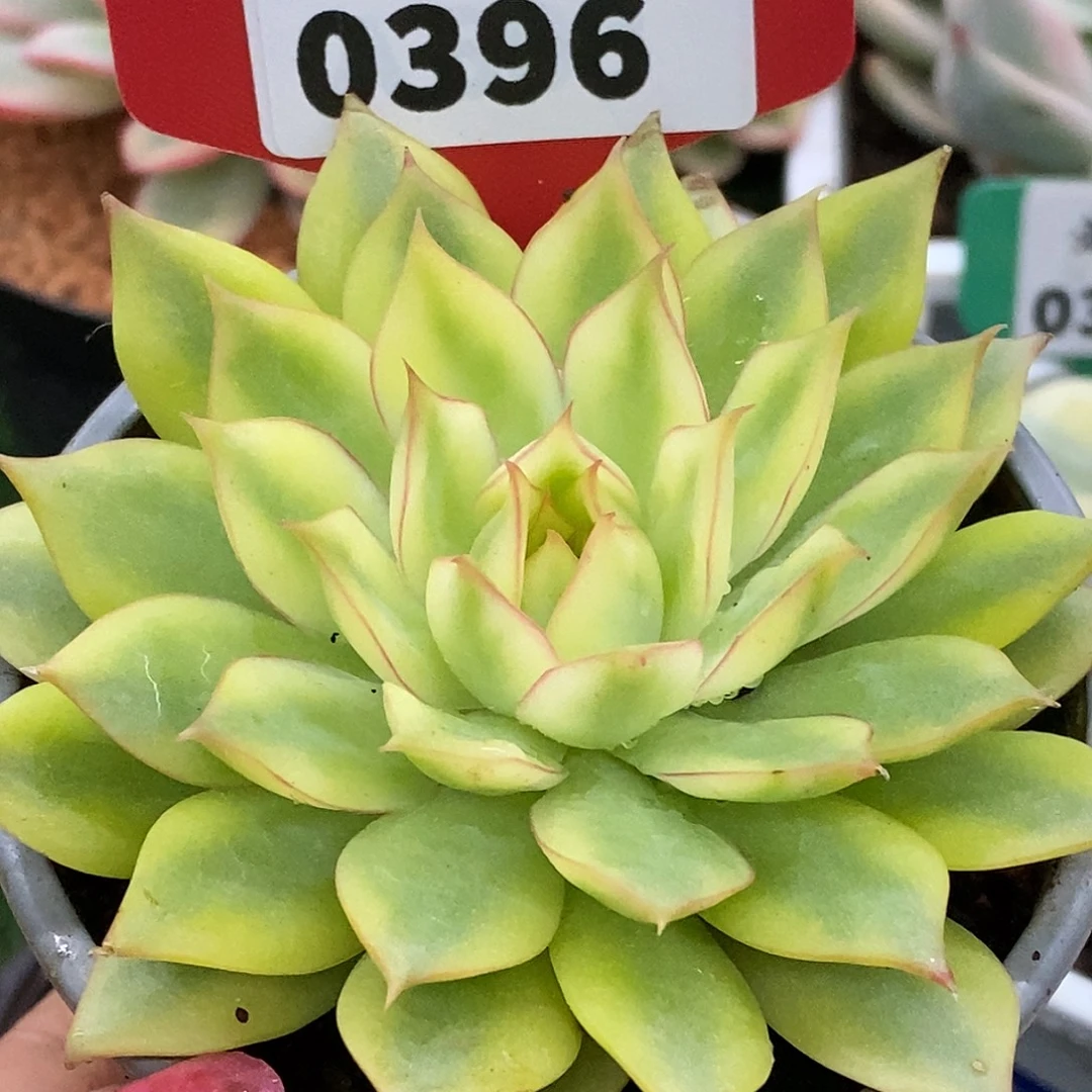 396宝莲灯哈哈哈哈哈哈