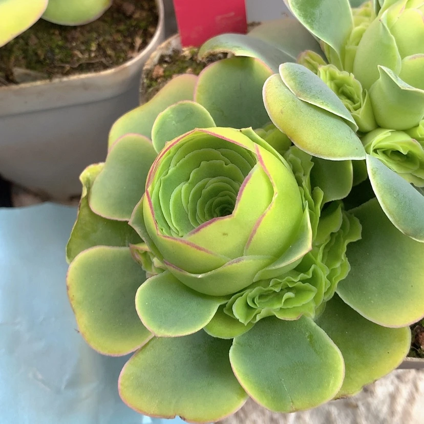 【闪购商品】285成都