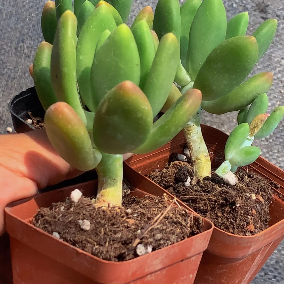 芒果美人。（满9.99包邮不满9.99发叶子）