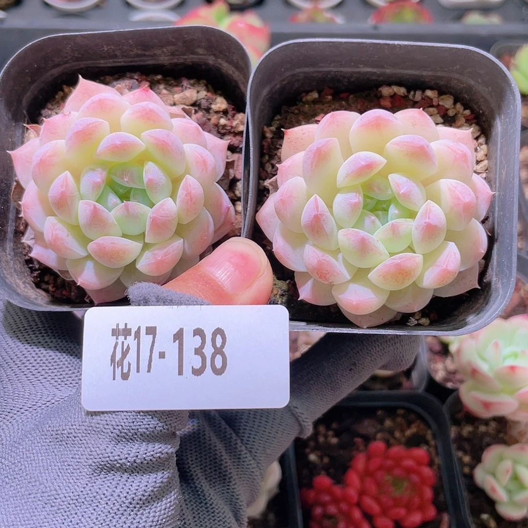 V***锦花利美17-138明月心2颗