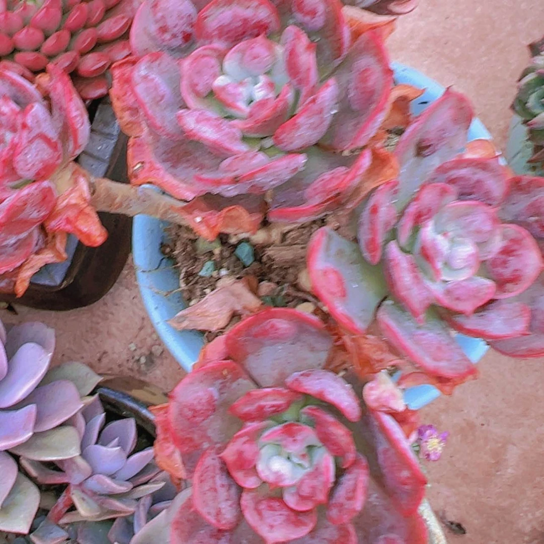 【闪购商品】大群雨滴12.8多肉