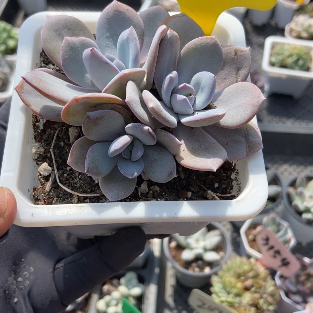 1855奶茶多肉植物
