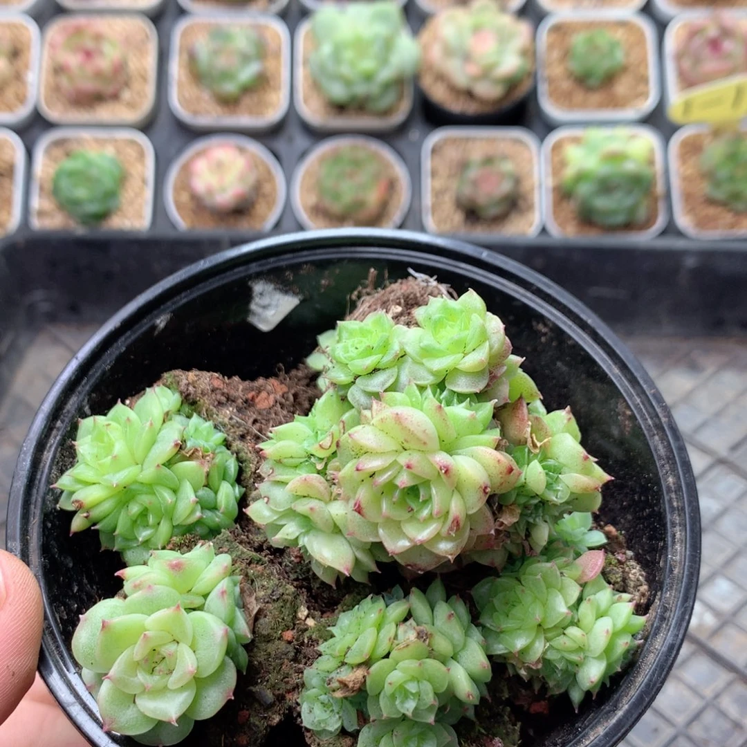 无花朵W26英语英语