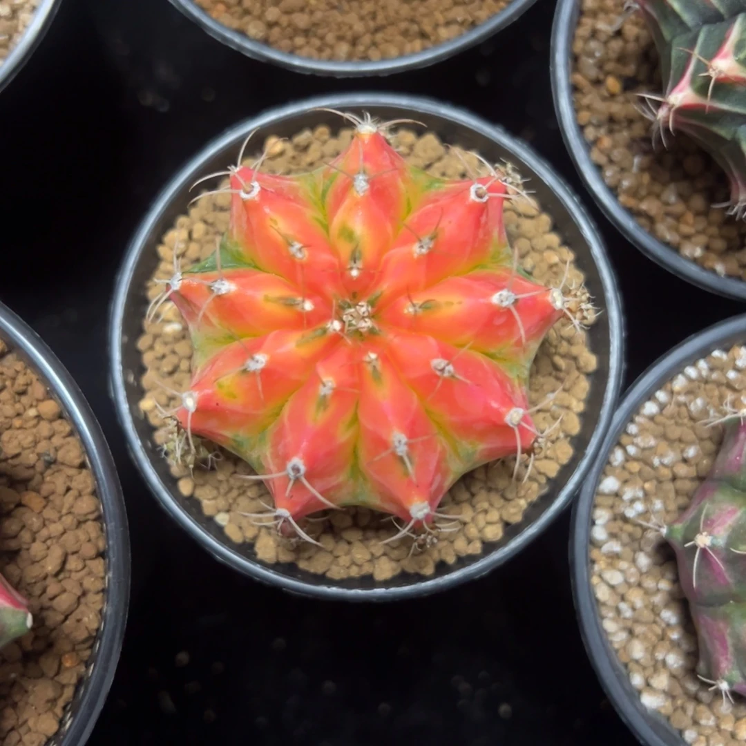 桃子侧芽自根带盆土发货