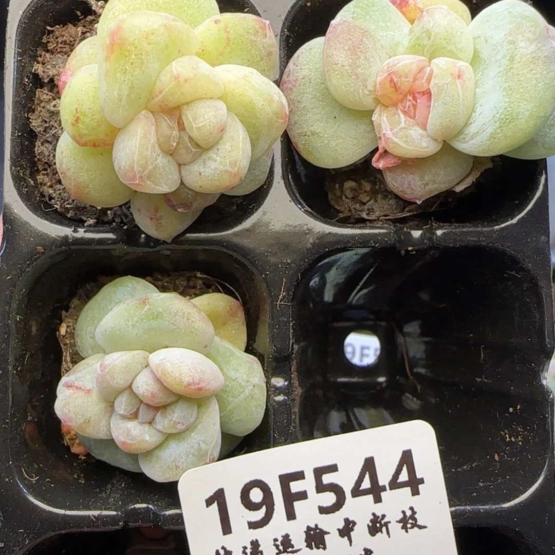 亦***可【满29包邮非偏远】544三颗