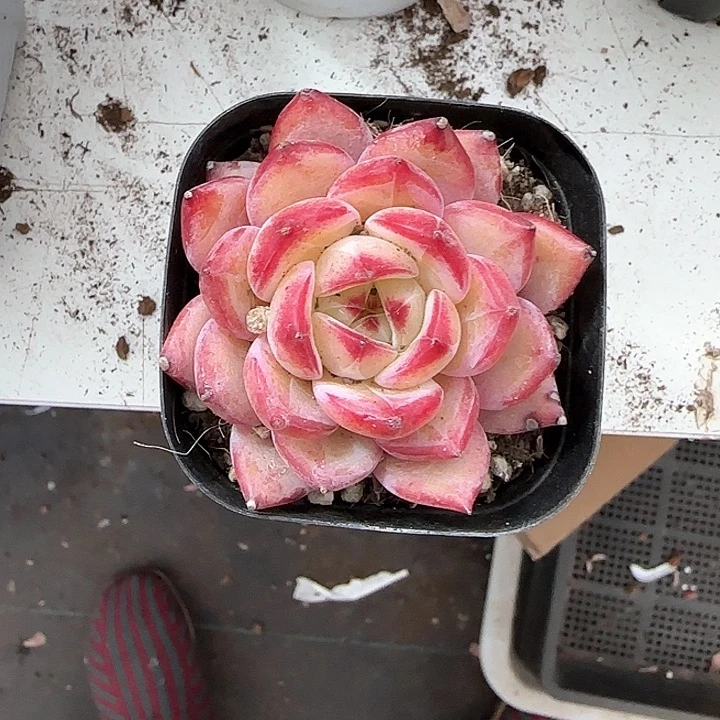 d**a青蛙王子儿童牙膏111