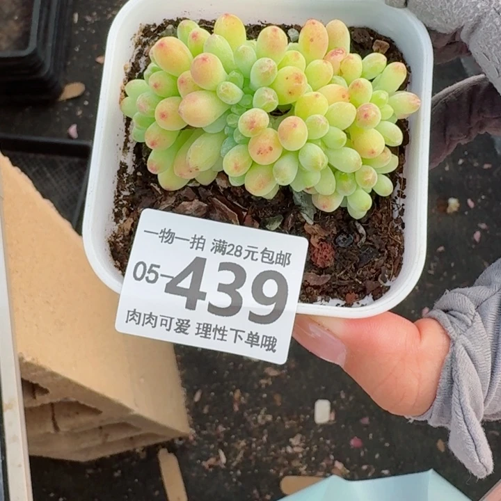 果冻乙女心缀化多肉无盆土发货