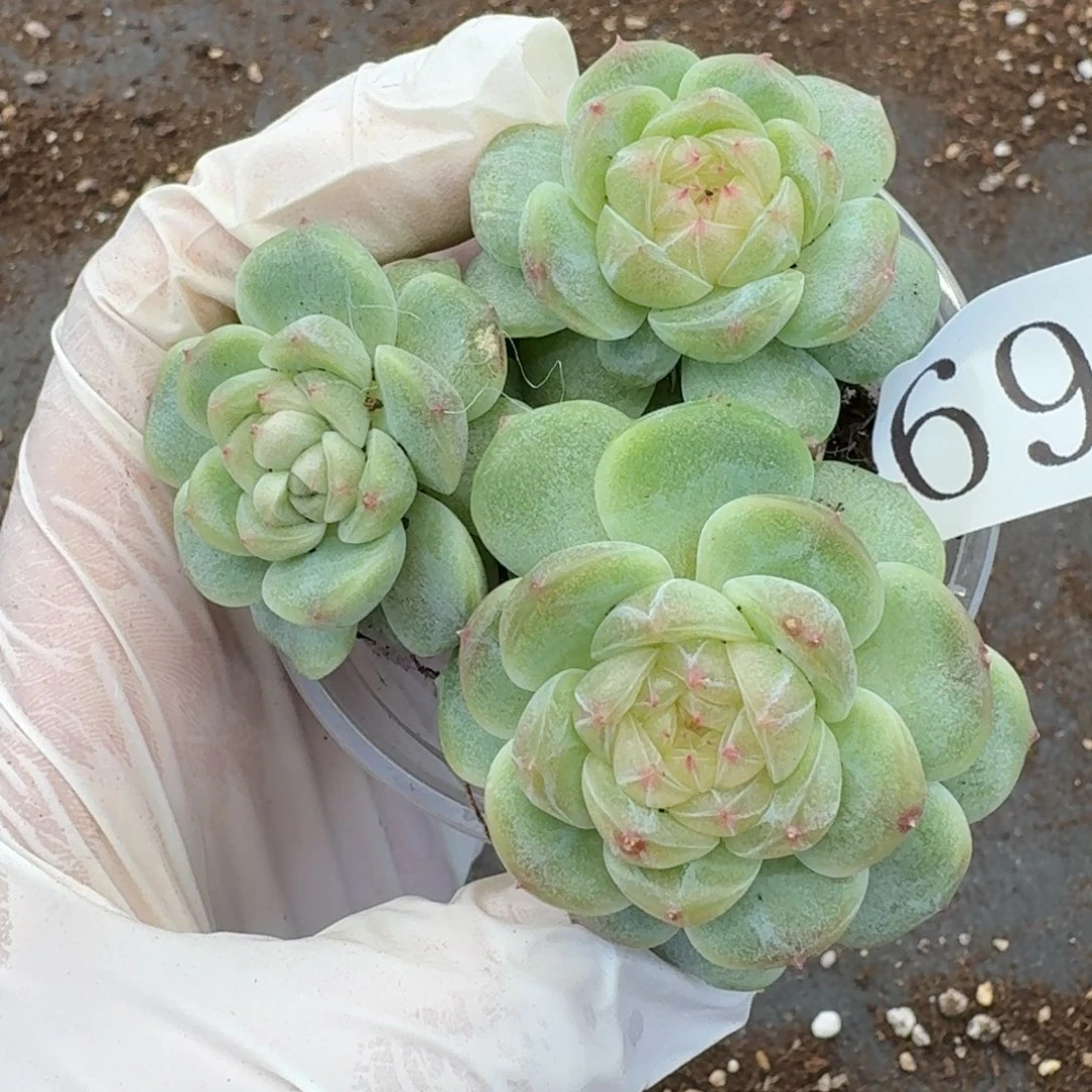 多肉植物多肉植物697