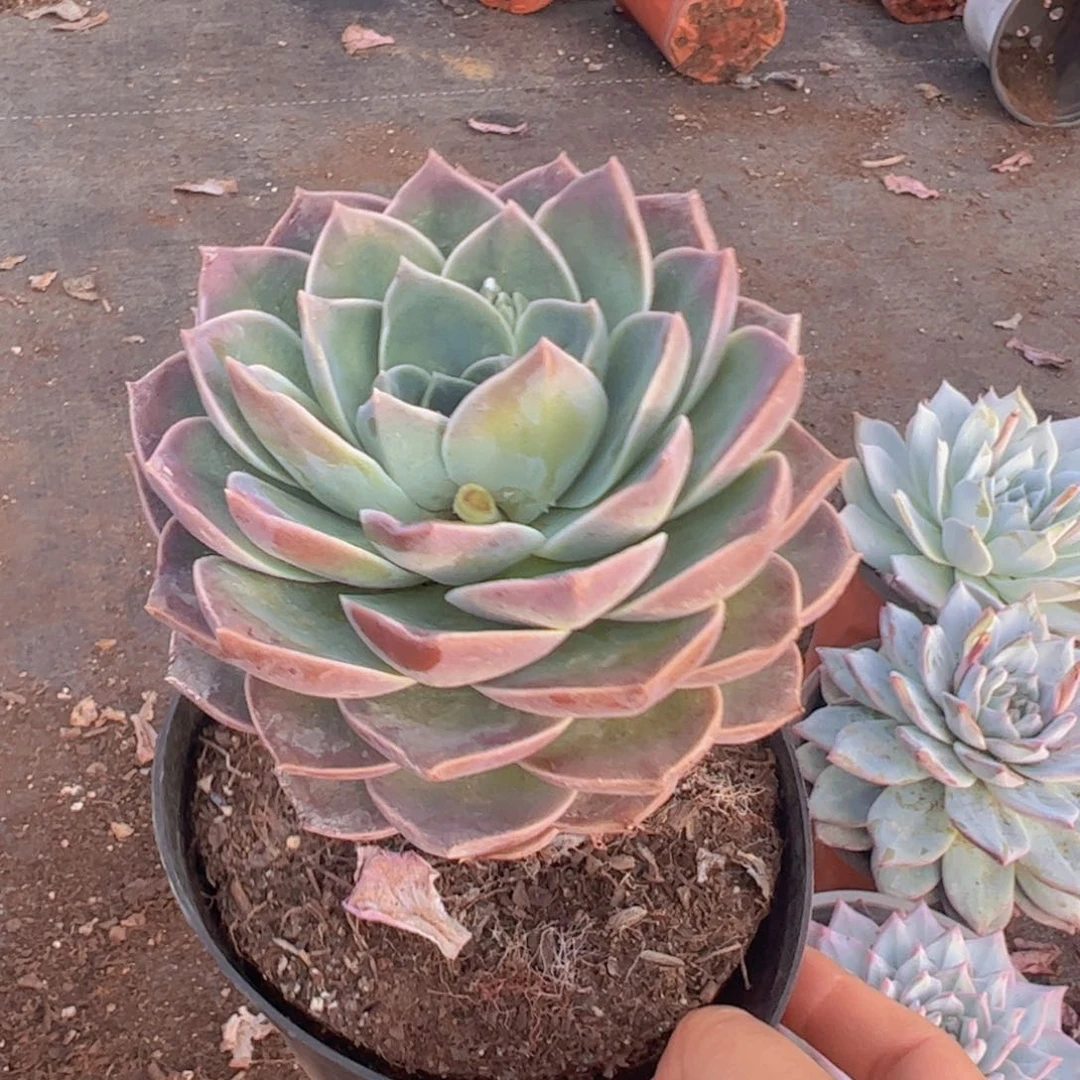 原始哈利沃森大单头两盆