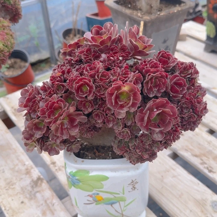 特特特特特特53号特