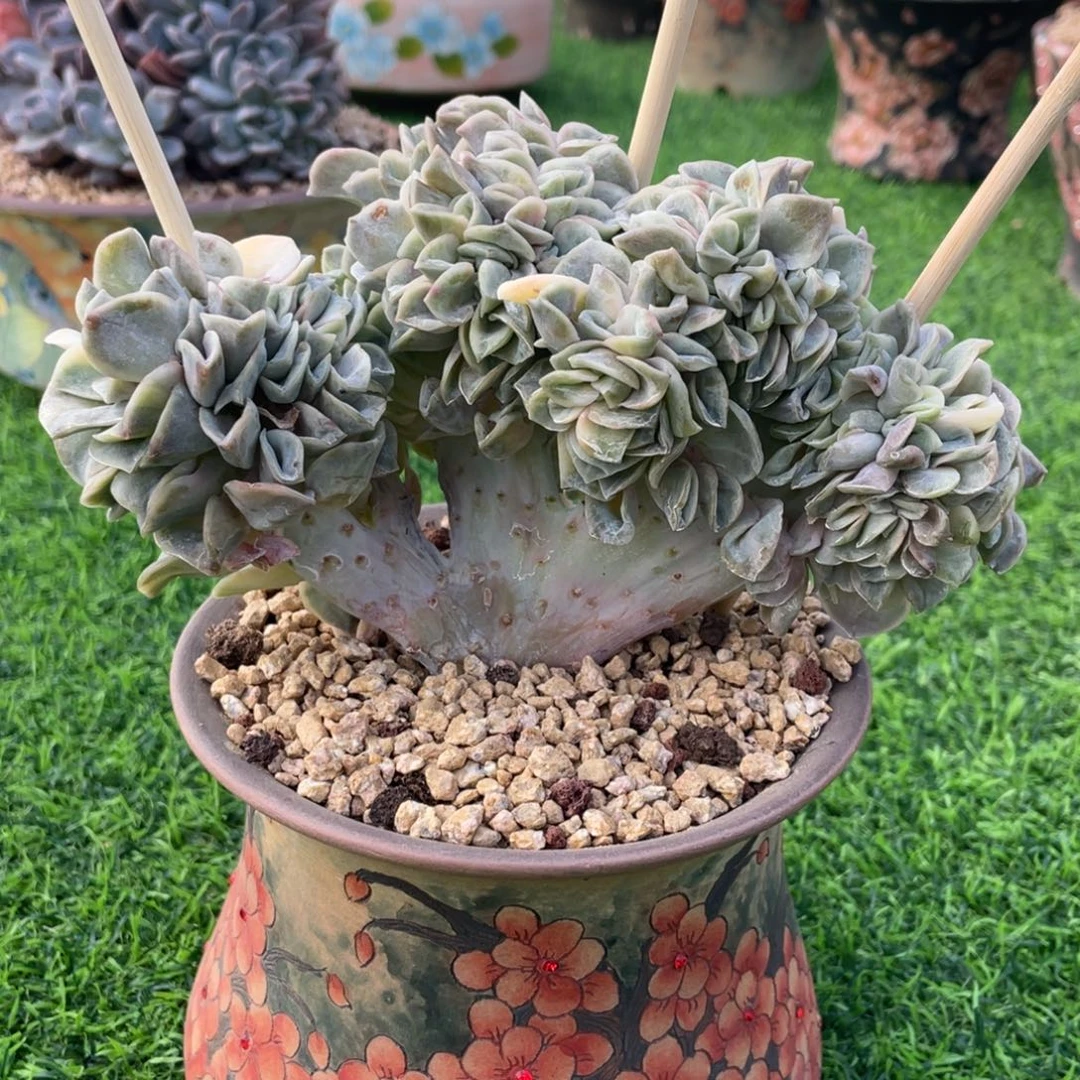 可爱玫瑰锦缀化多肉植物