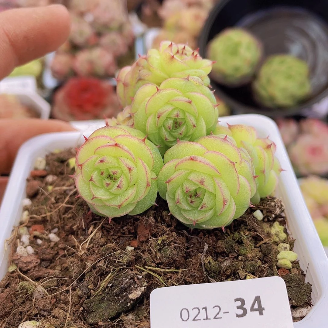 000000000000034量拍