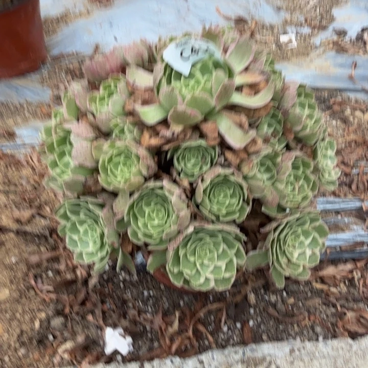 456水蜜桃 多肉植物